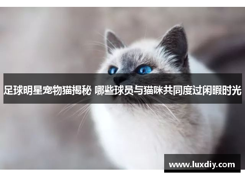 足球明星宠物猫揭秘 哪些球员与猫咪共同度过闲暇时光